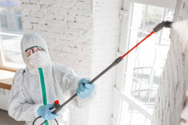 Best Mold Damage Restoration  in Gaylord, MI