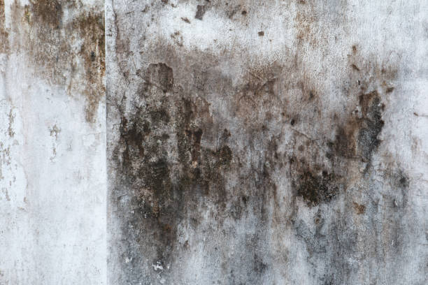 Best Emergency Mold Remediation  in Gaylord, MI