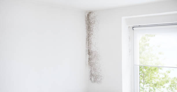 Best Water Damage & Mold Remediation  in Gaylord, MI