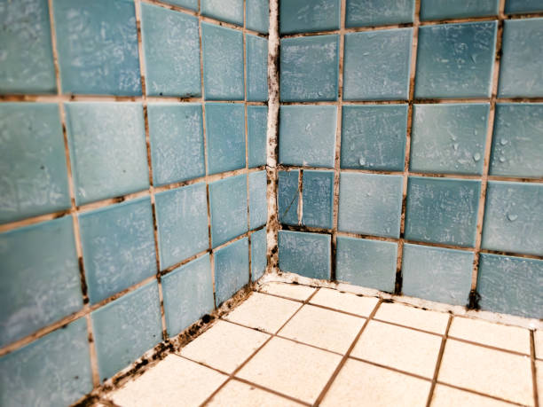 Best Real Estate Mold Inspection  in Gaylord, MI