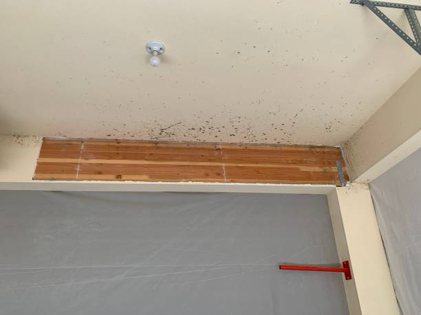 Best Mold Prevention Services  in Gaylord, MI