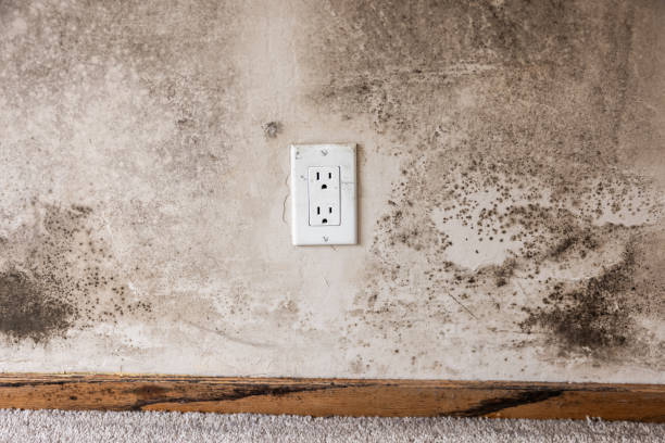 Best Basement Mold Removal  in Gaylord, MI