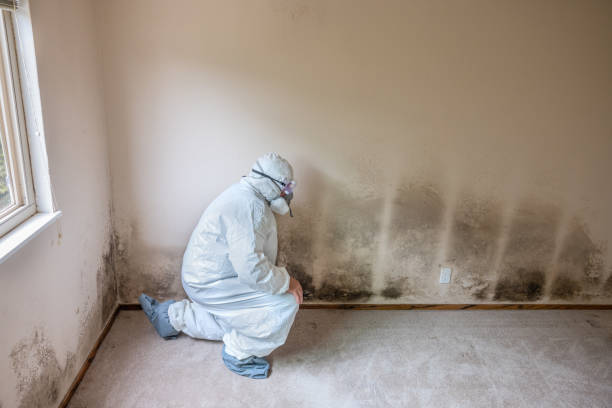 Best Asbestos and Lead Testing During Mold Inspection  in Gaylord, MI