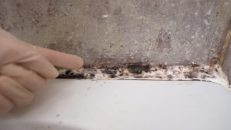 Best Environmental Consulting for Mold Prevention  in Gaylord, MI