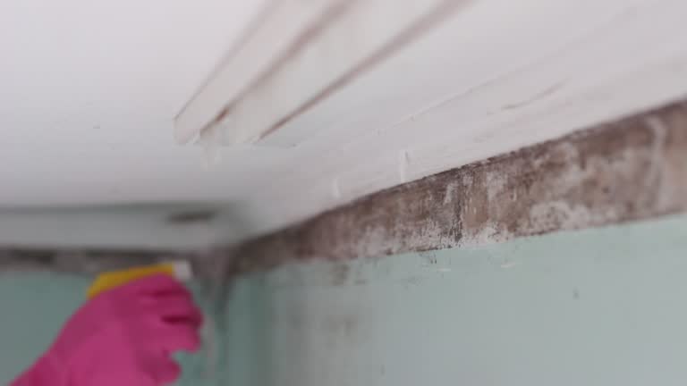 Trusted Gaylord, MI Mold Removal Experts